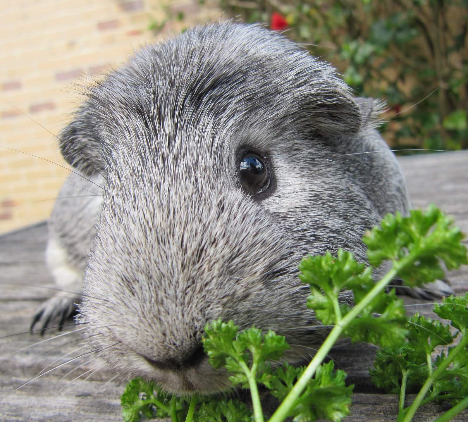 All Things Guinea Pig Top Tips for Cavy Care