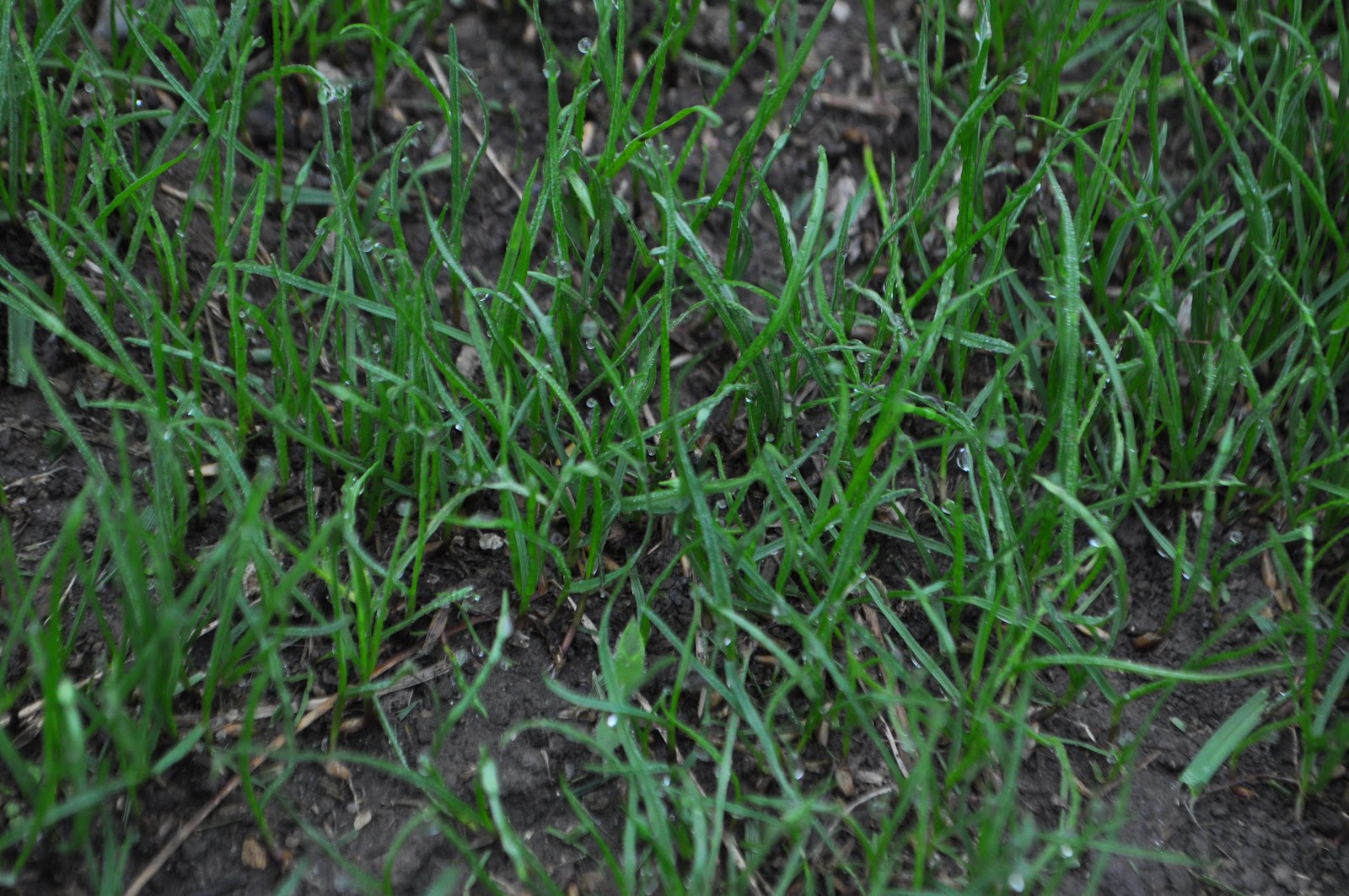 The Grass Rhizome September 2012