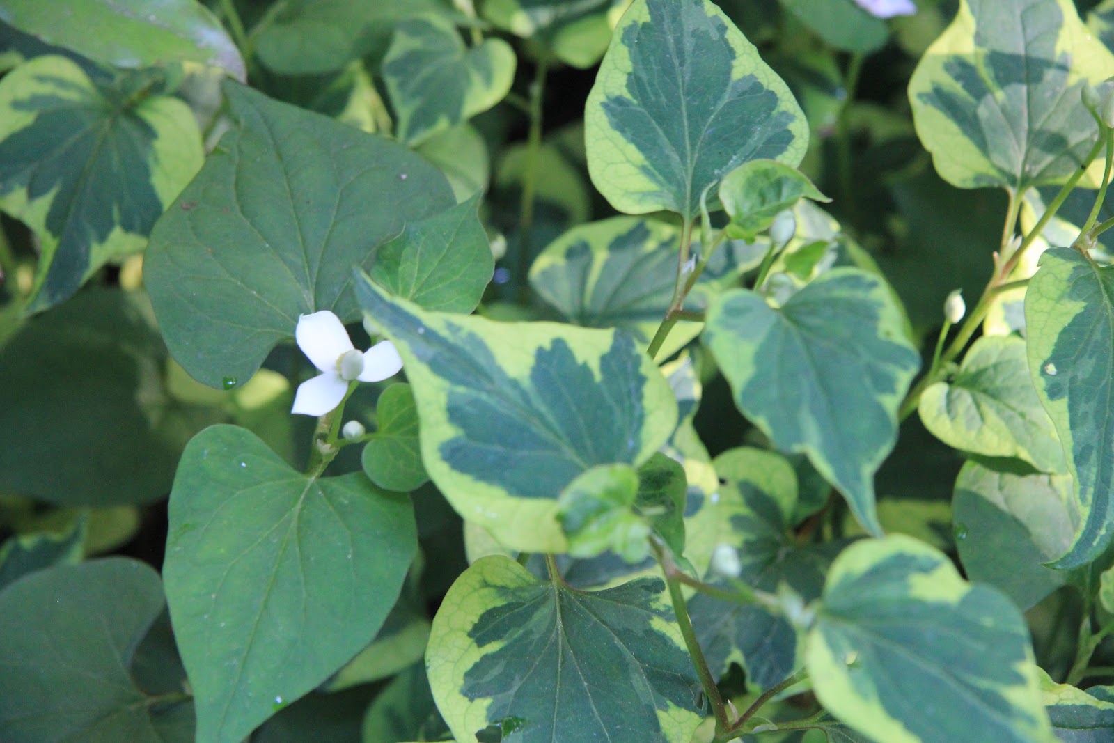 Gardening and Gardens: Chameleon Plant in Bloom