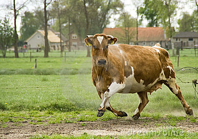 Encyclopedia Cow Running