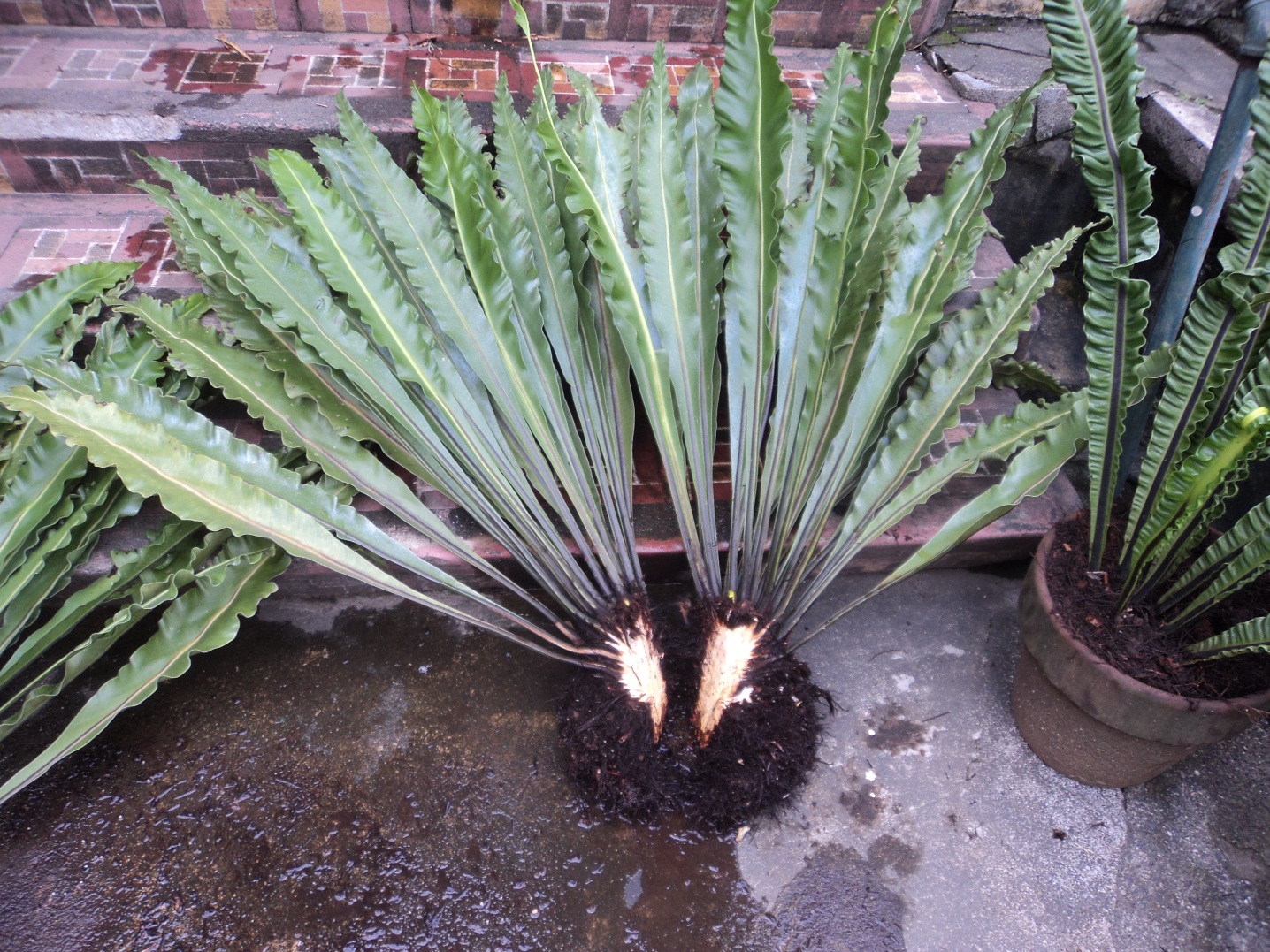 How to Propagate a Birds Nest Fern This Old House