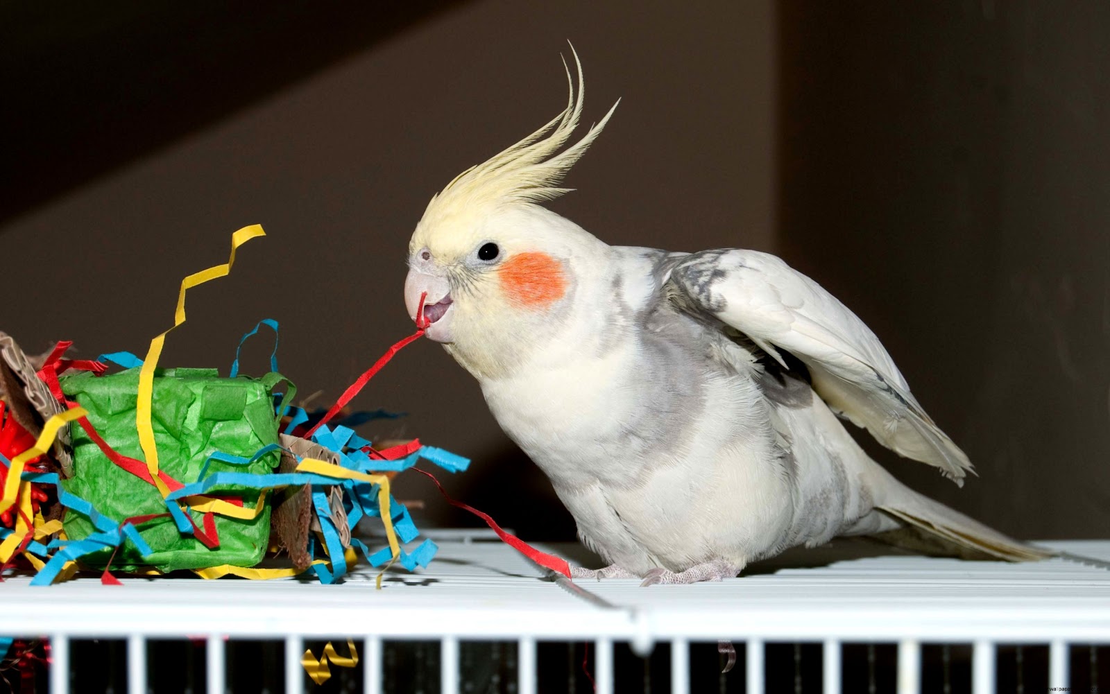 Cockatiel Toys to Make Cockatiel Toys to Make
