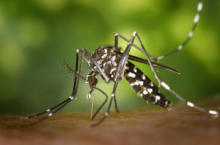 Sintomas e evolução da Dengue