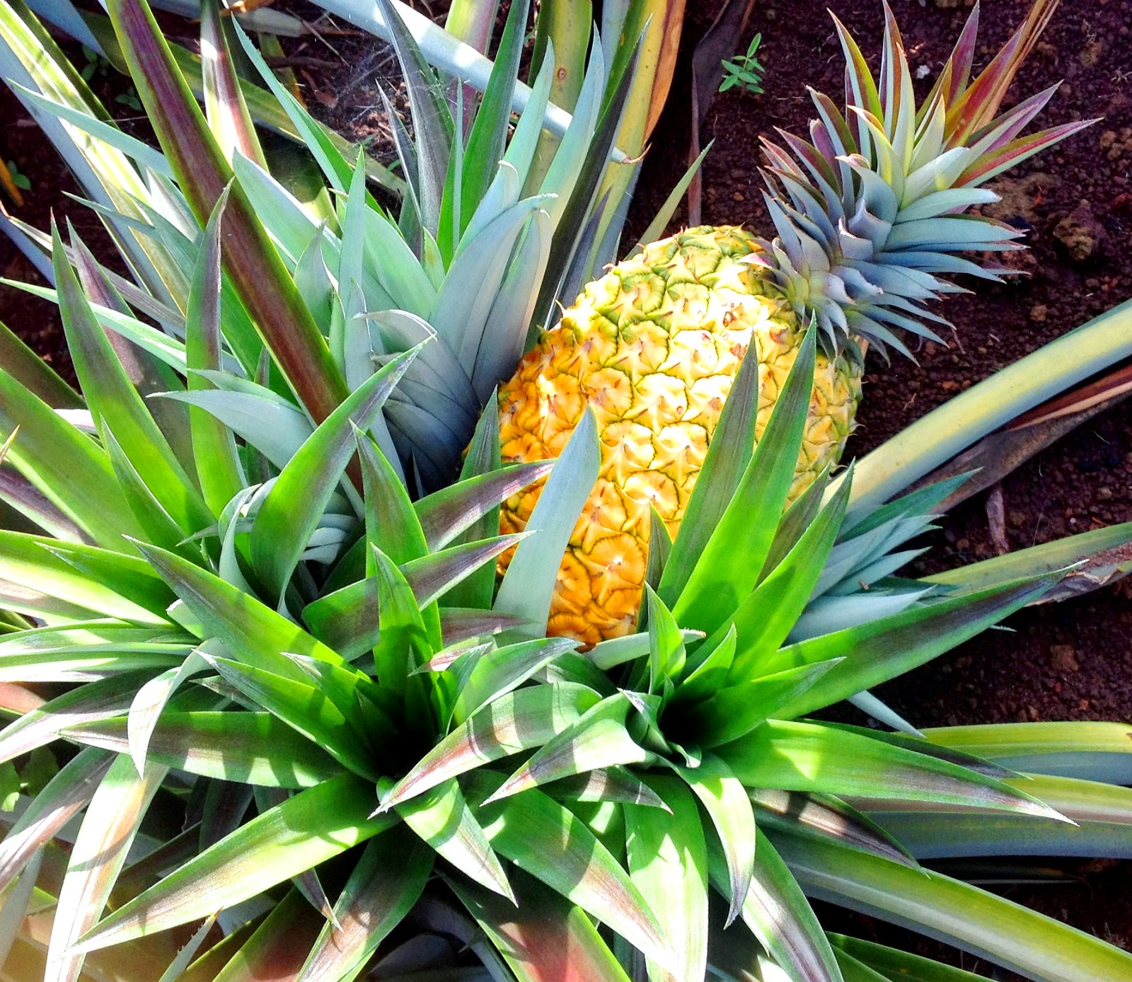 Southern Highlands Farms Pineapple Plantations in the `Southern