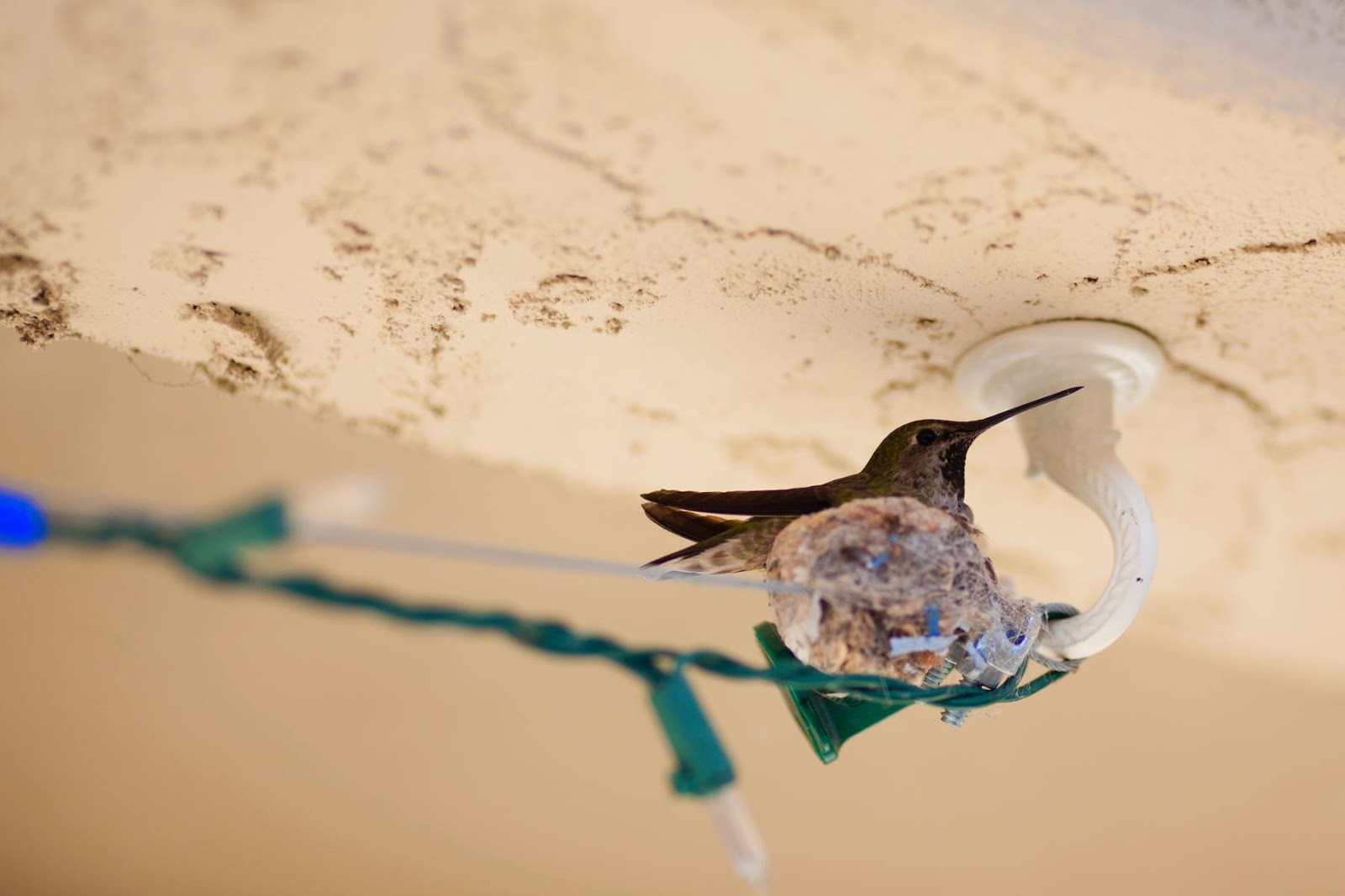 Bird In Everything Hummingbird Nesting Box