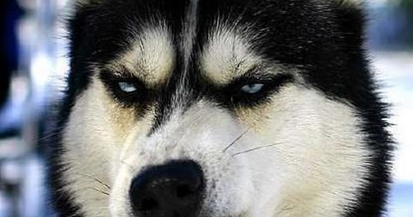 Boredom Crusher: Awesome Dogs