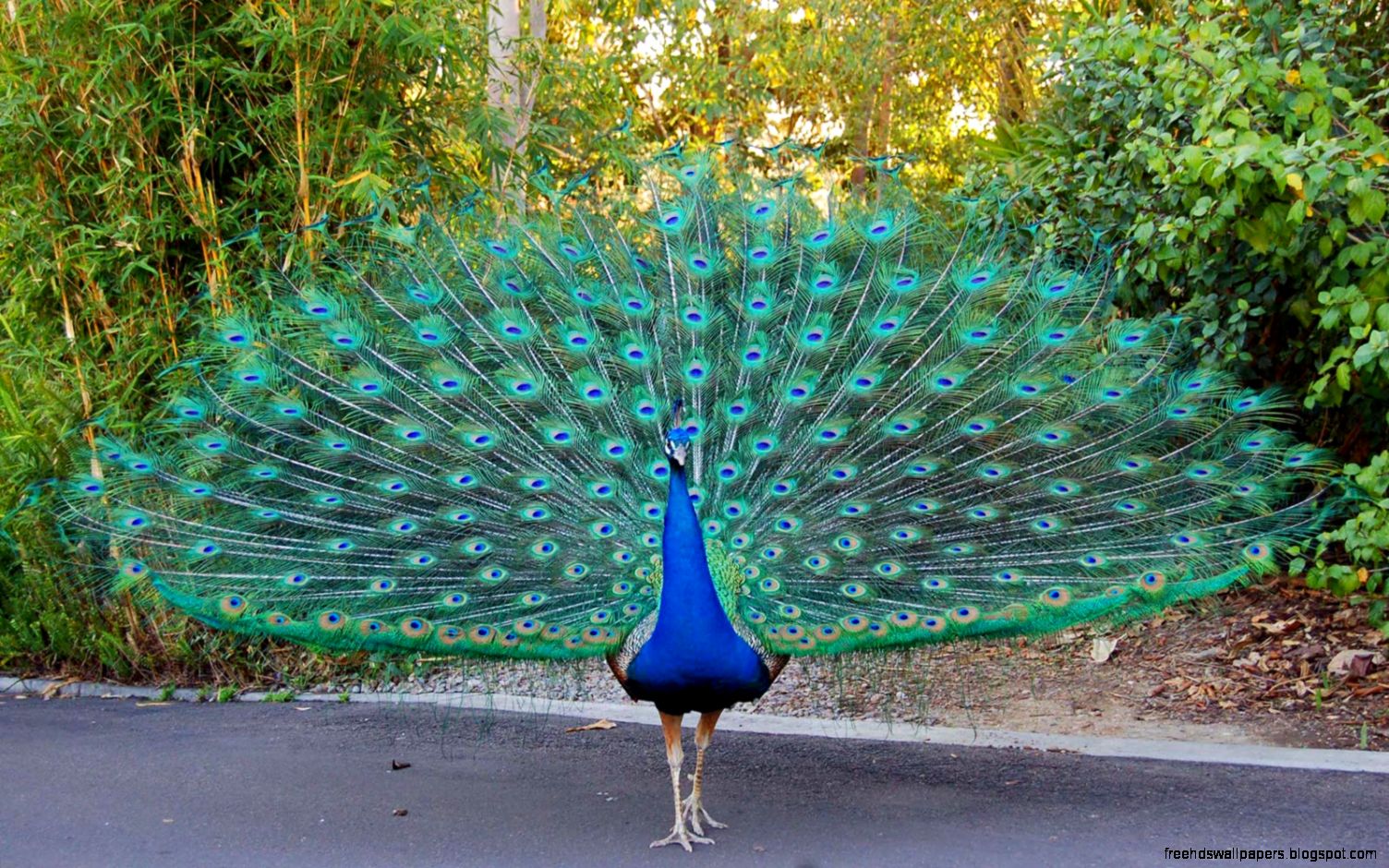 Desktop peacock blue background dowload Desktop peacock blue background dowload