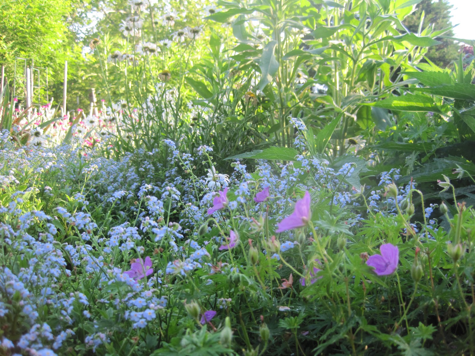 From Seed to Scrumptious Early June Flowers, Early in the Day