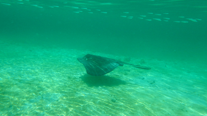 Underwater shot of a stingray in Petit Bateau in the Tobago Cays Marine Park in The Grenadines