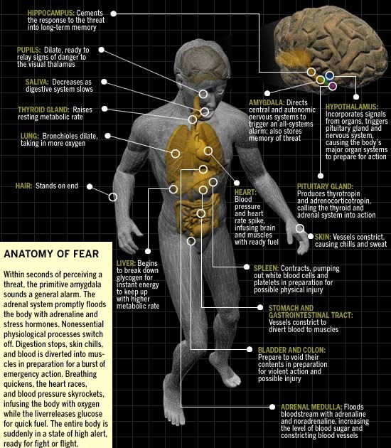 Japanese Jiu Jitsu A Journey Fight or Flight Survival Response