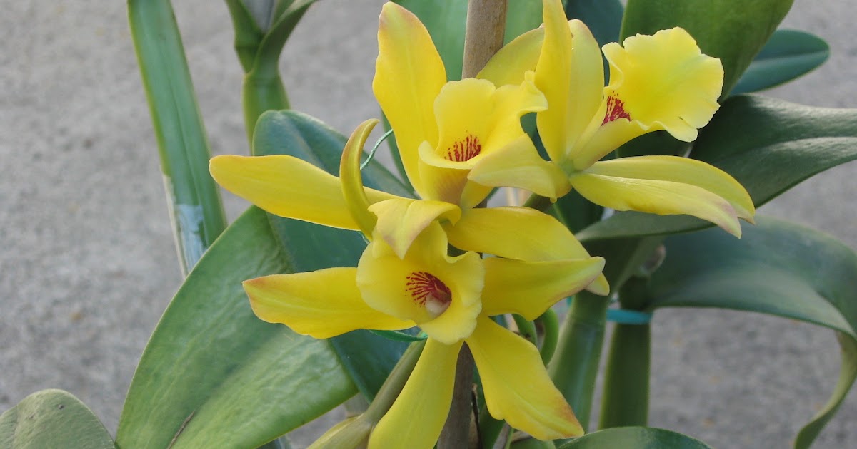 Hexagon Green Group What is Vanilla Orchid?