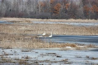 winter swans photo of a pair of swans in a winter marsh