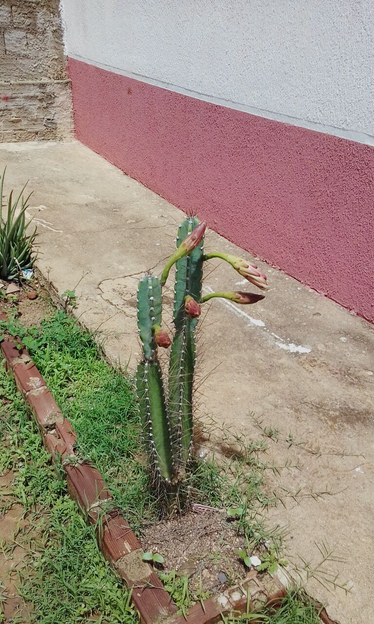 ESTE LINDO MANDACARU  ESTE ANO  SÓ DEU UMA FRUTA