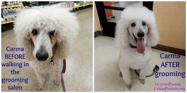 Carma with flat floof before and Beautiful white after Petsmart Grooming session
