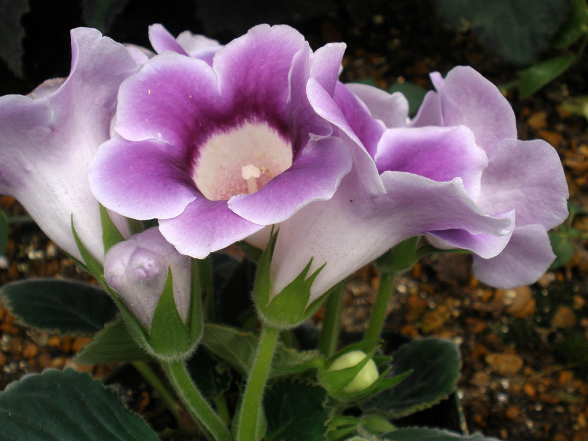 Flower Homes Gloxinia Flowers