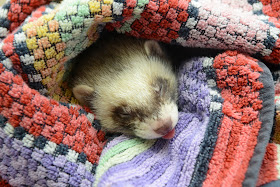ferret sleeps off anaesthetic anaesthesia