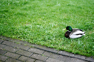 Green Headed Duck on Grass HD Wallpaper