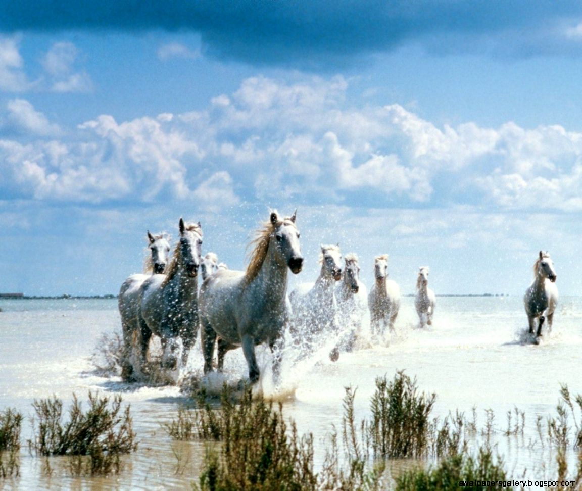 Horse Wallpapers Free Download Latest Pets Animals HD Desktop Images Horse Wallpapers Free Download Latest Pets Animals HD Desktop Images