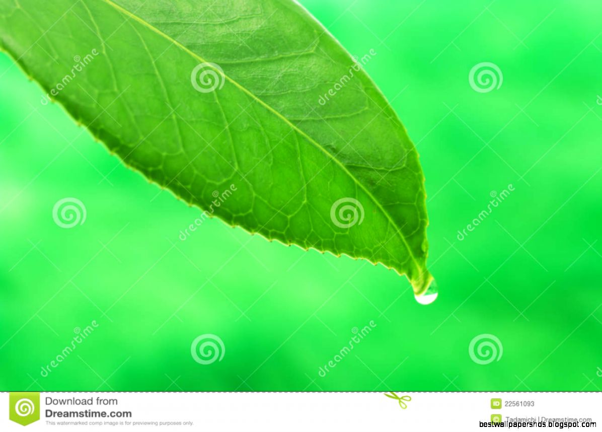 Leaf with Water Drops Leaf with Water Drops