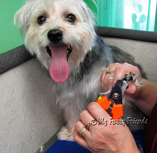 furry grooming does much dog why cost friend
