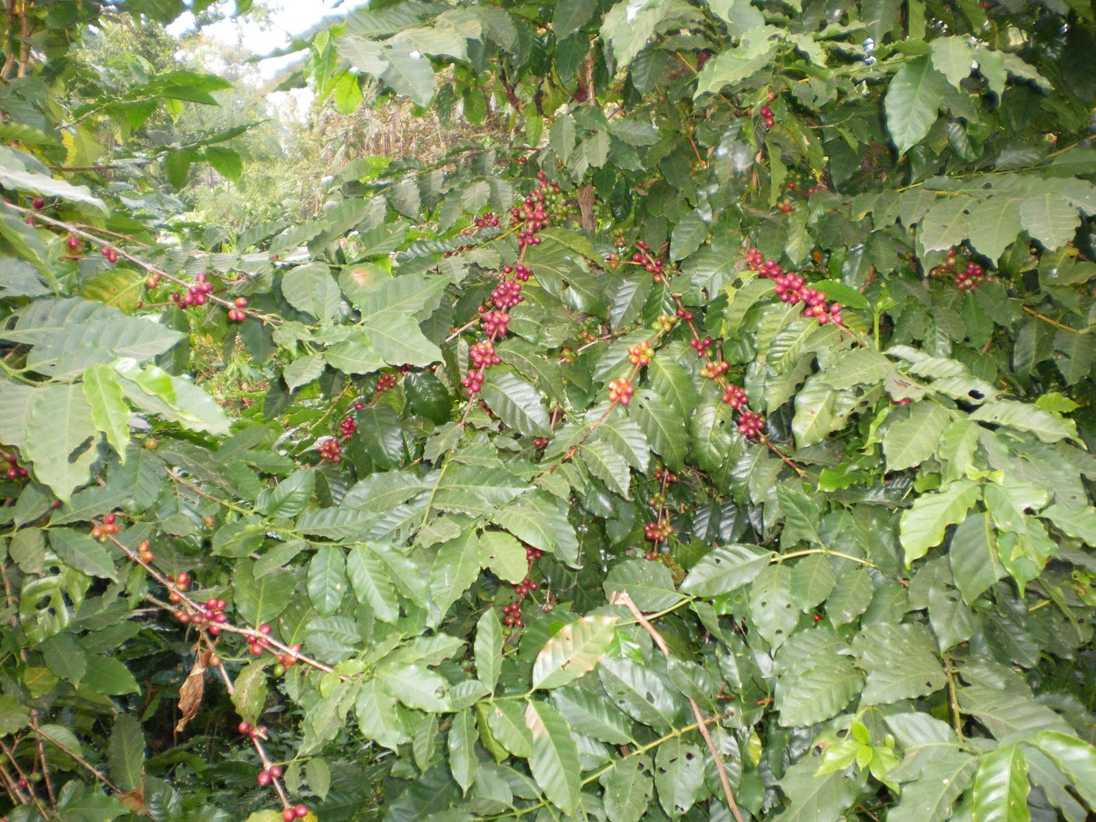 nepali organic coffee Buy 100 organic coffee from Nepal and support