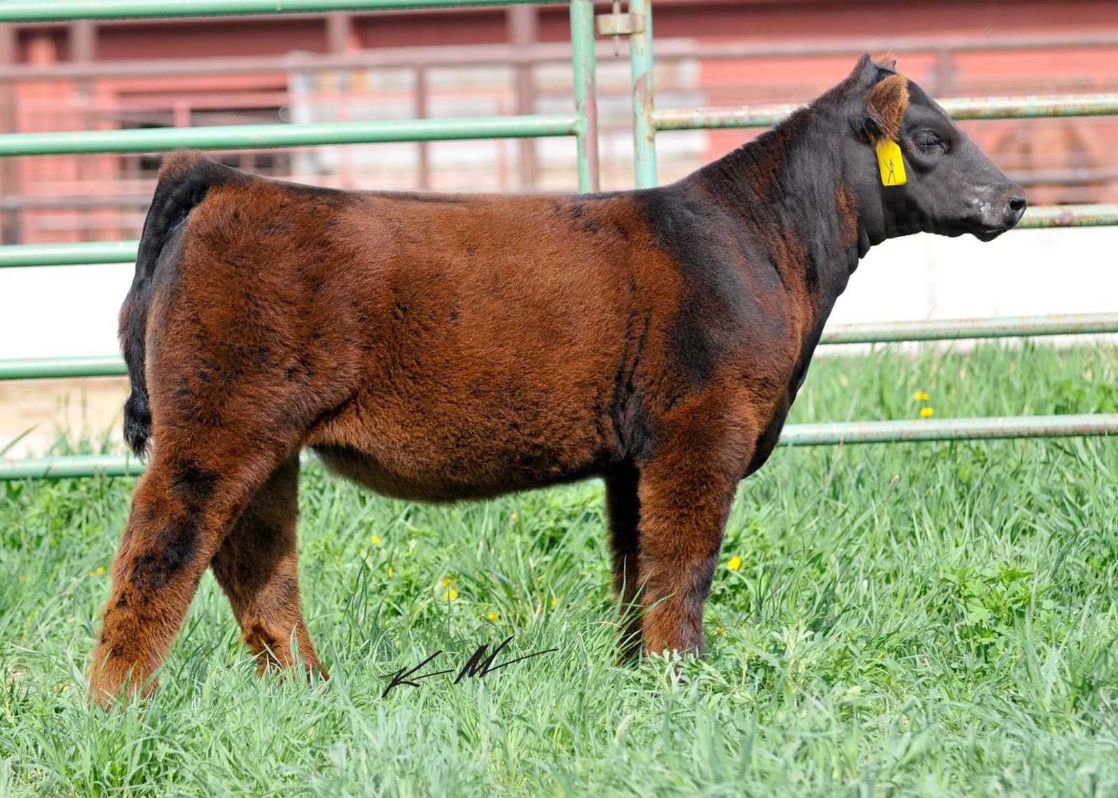 Habeger Show Stock News Lot 1 Burch Livestock Online Show Cattle Sale