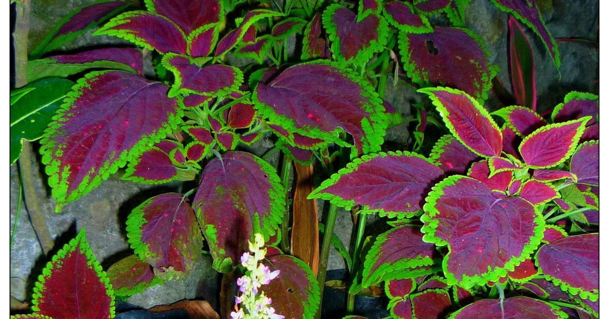 How Long Do Coleus Plants Live For Plant Ideas