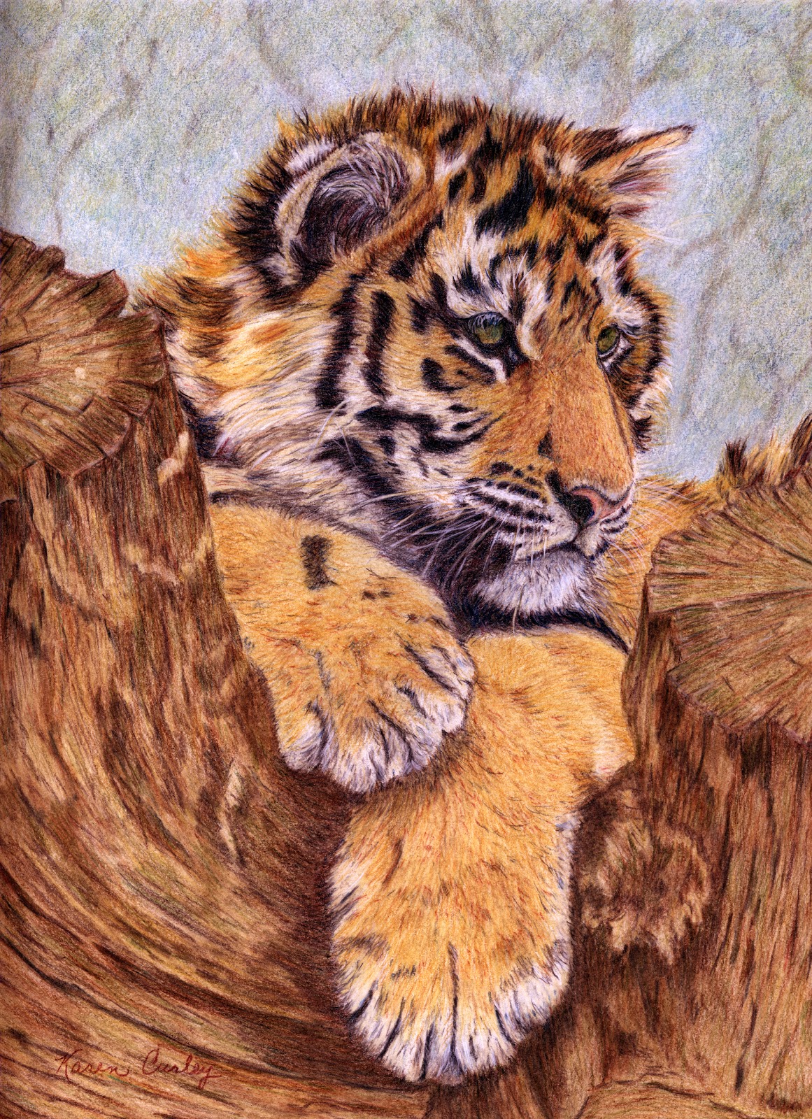 Karen Curley - Colored Pencil Art: Tiger Cub