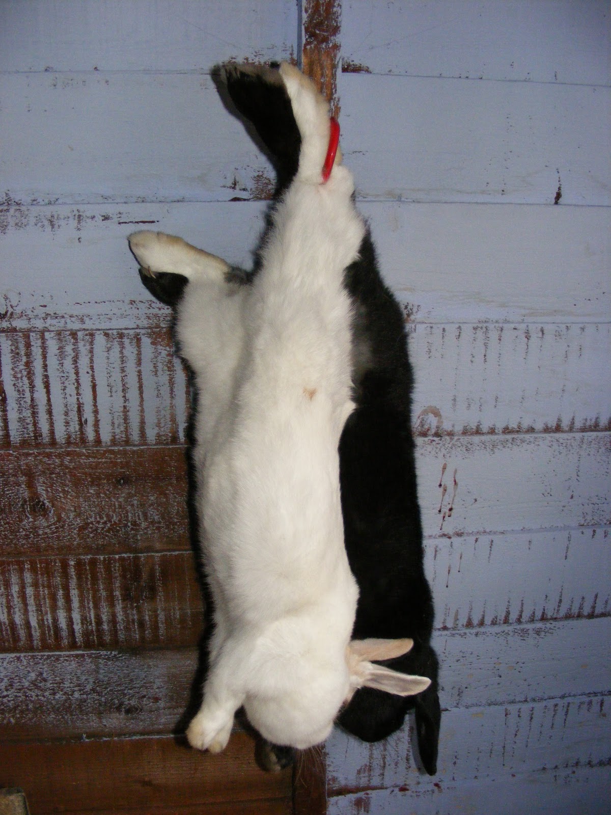 Rabbits for meat and fur Three more rabbits