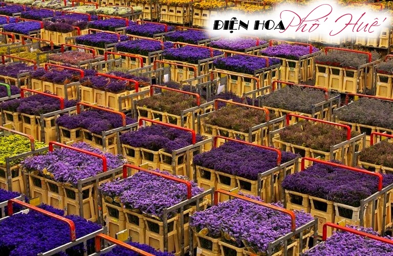 [Image: Ghe-tham-cho-hoa-tuoi-khong-lo-o-Ha-Lan-1.jpg]