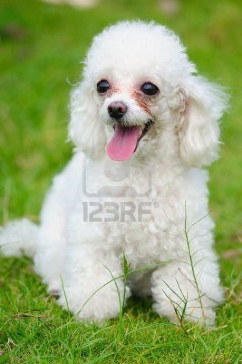Cute Dogs: Poodle dog