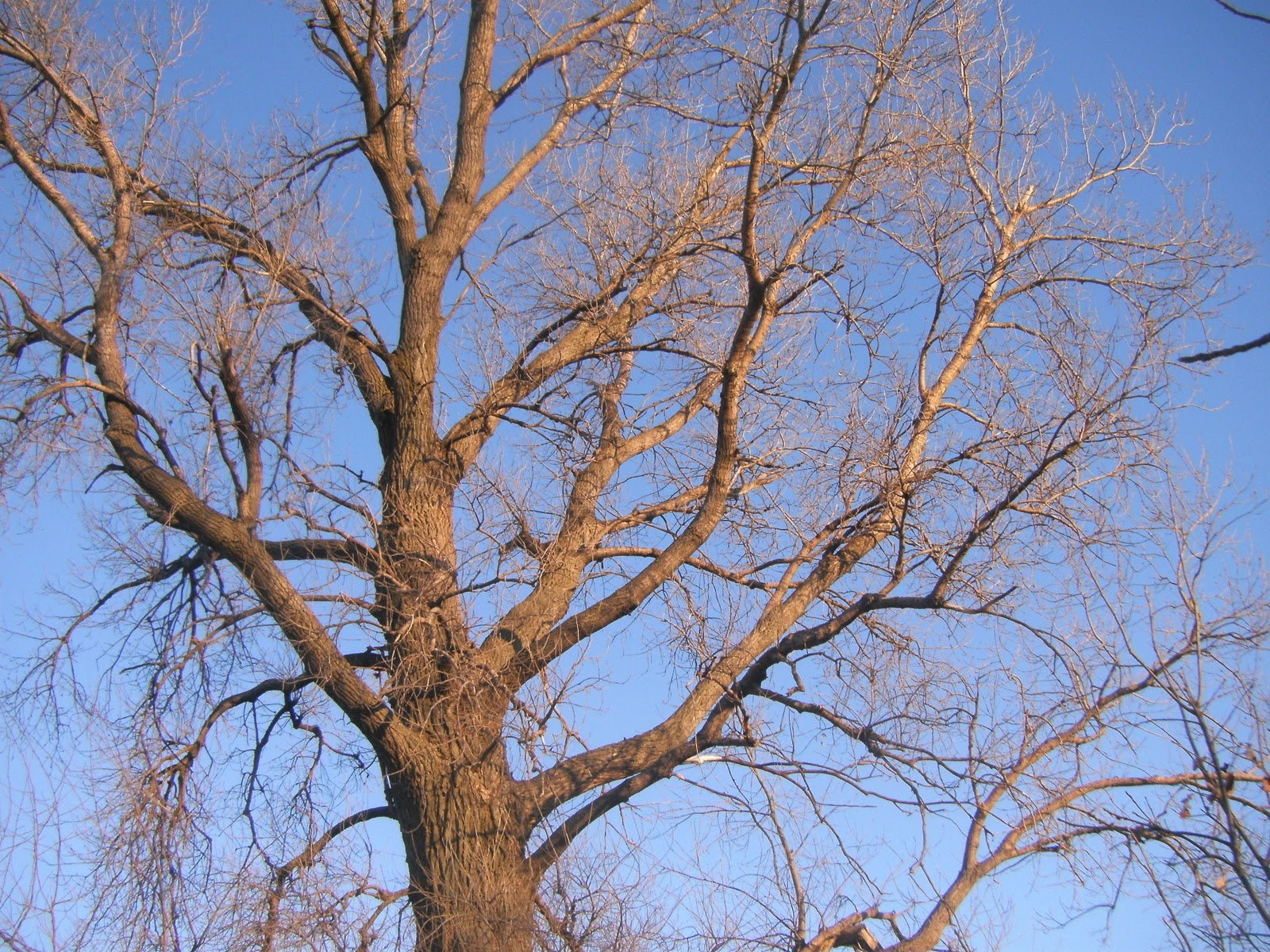 Wapsinonoc Gardens Cottonwood in Late Winter Medicine in the Making
