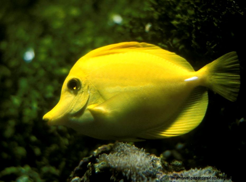 Beautiful Yellow Fish Background HD Beautiful Yellow Fish Background HD