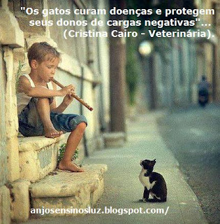  "Os gatos curam doenças e protegem de cargas negativas". 