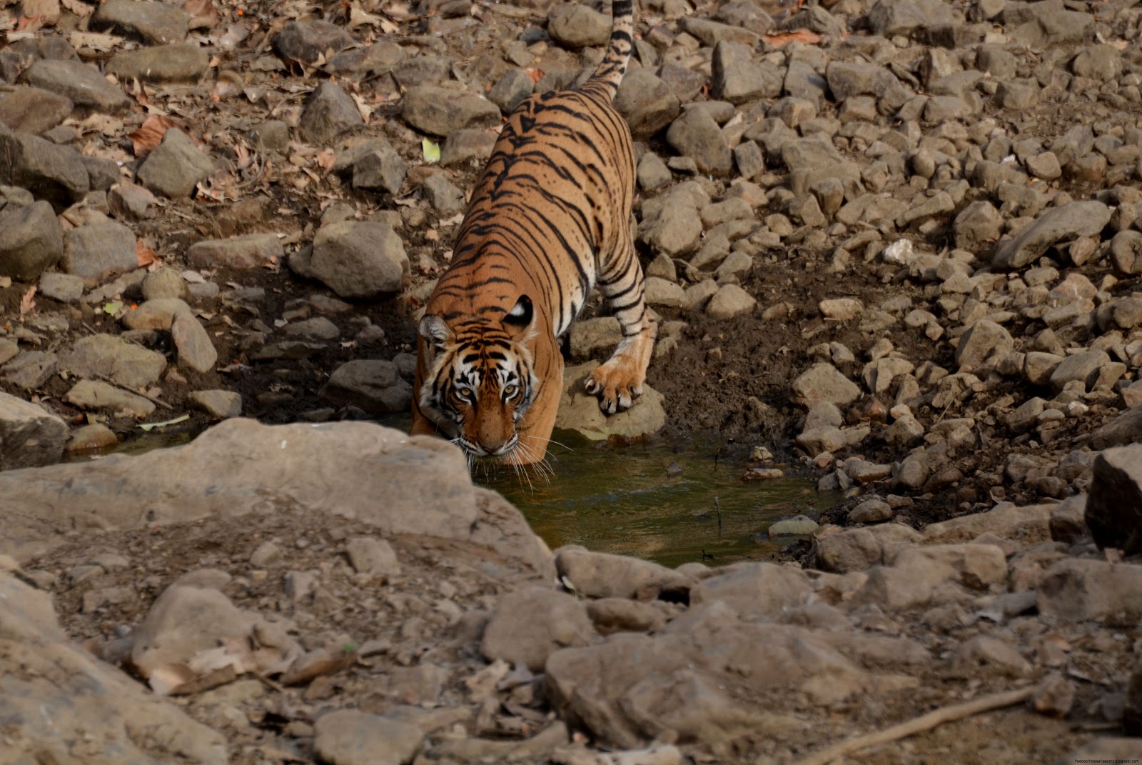 Tiger T 73 Shy Kachida Female Ranthambhore National Park Tiger T 73 Shy Kachida Female Ranthambhore National Park