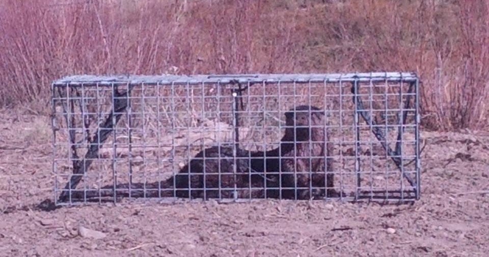 Comstock Cage Traps, In Action on the Line