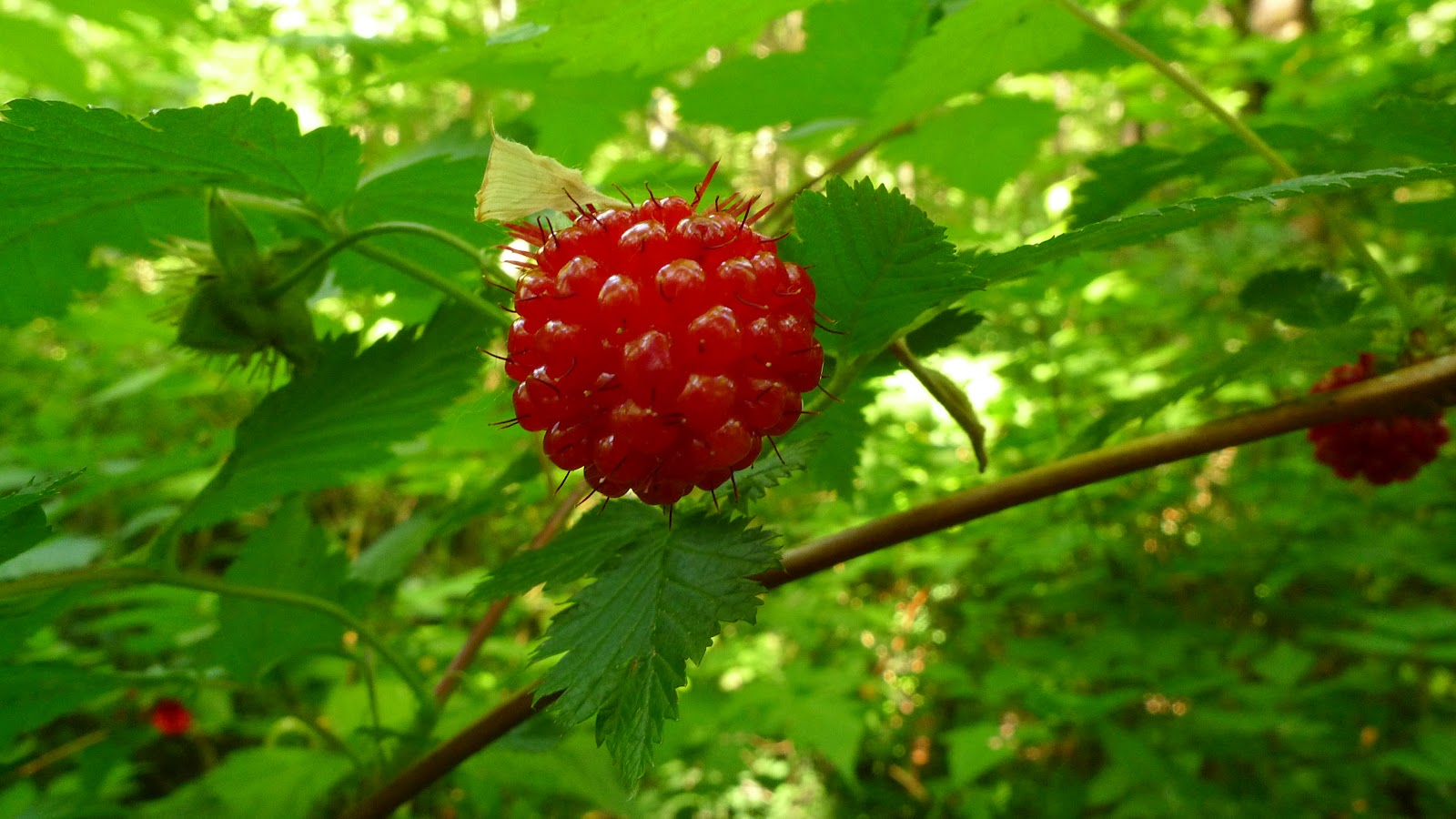 Wild Harvests First Fruits! Salmonberries Sweetened by Song