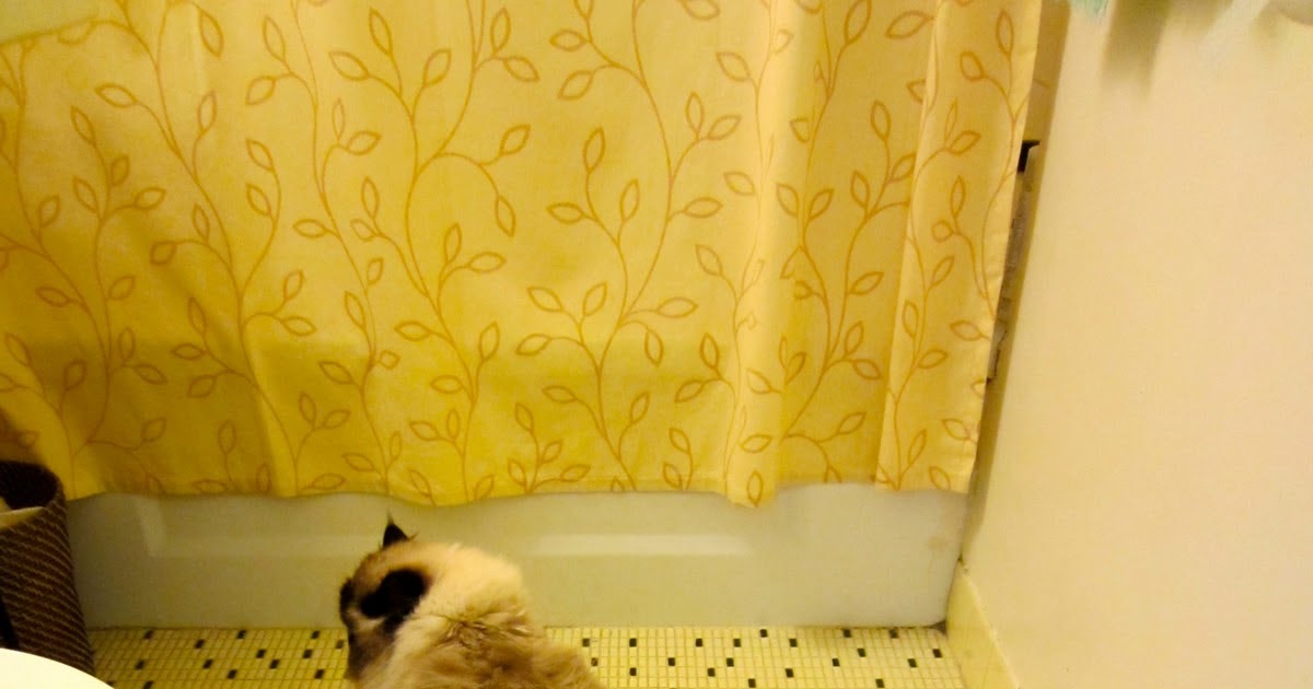 Kitten the Cat Potty Training The Final Chapter