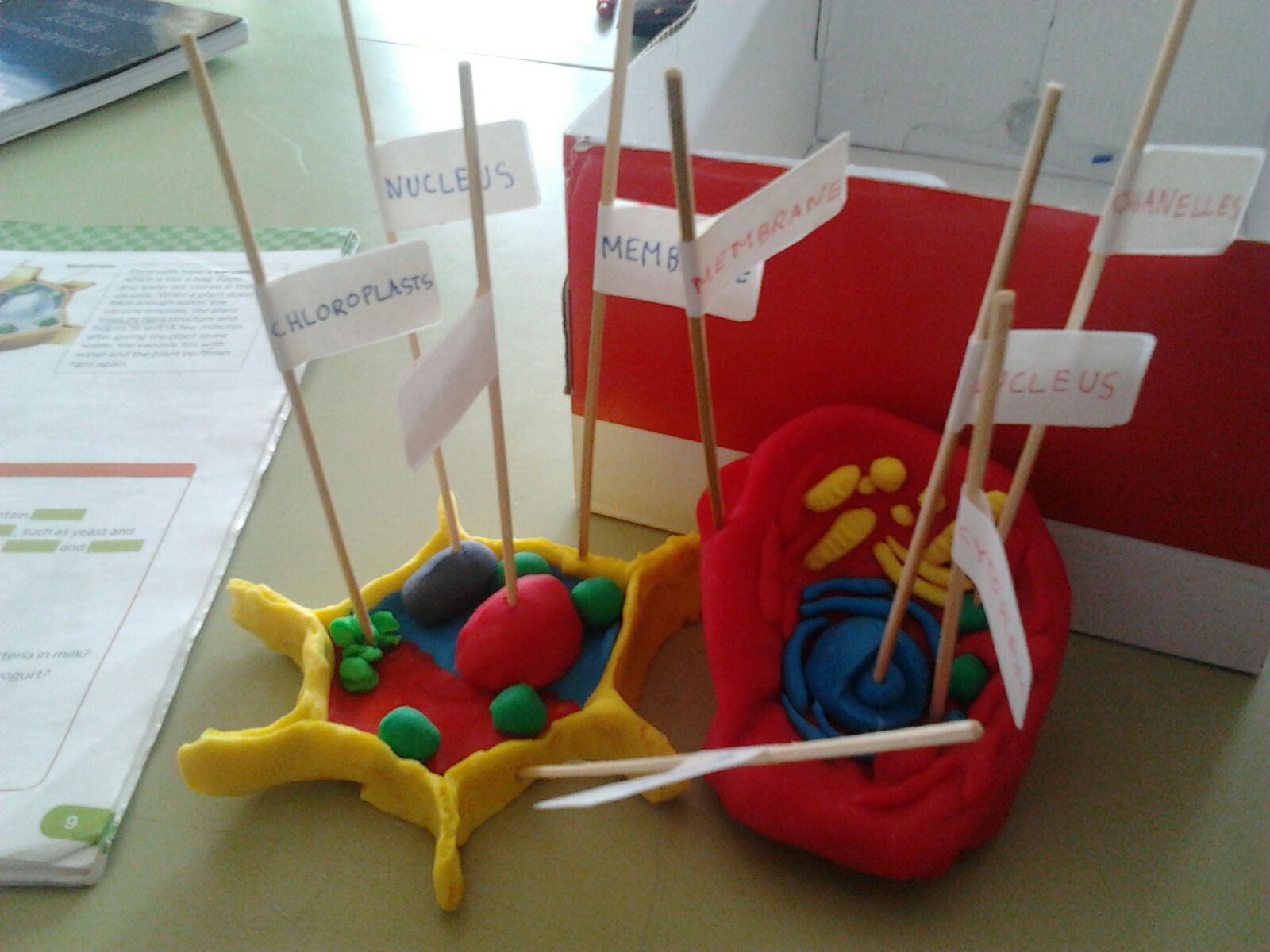 SCIENCE IN THE SCHOOL ANIMAL AND PLANT CELLS