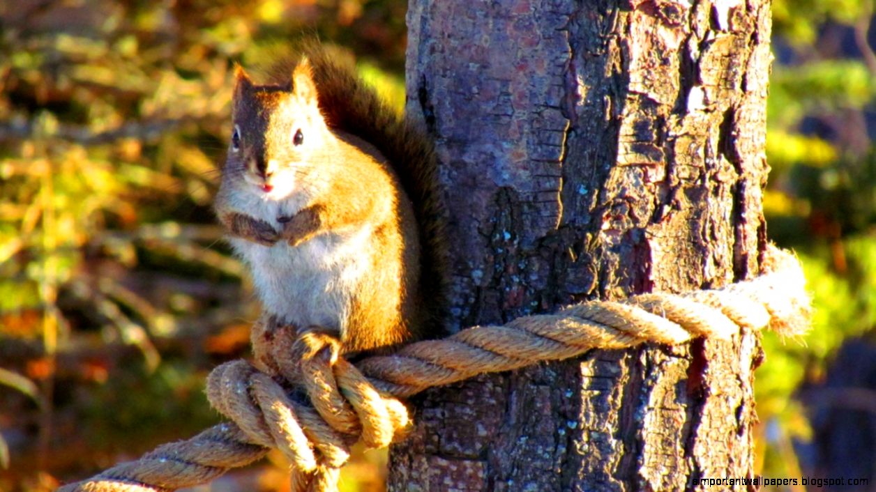 1152x720 wallpapers Page 107 Mrs Photography Cat Long Hair Fluffy 1152x720 wallpapers Page 107 Mrs Photography Cat Long Hair Fluffy