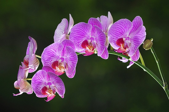 [Image: hoa-phong-thuy-mang-den-tai-loc-may-man-1.jpg]