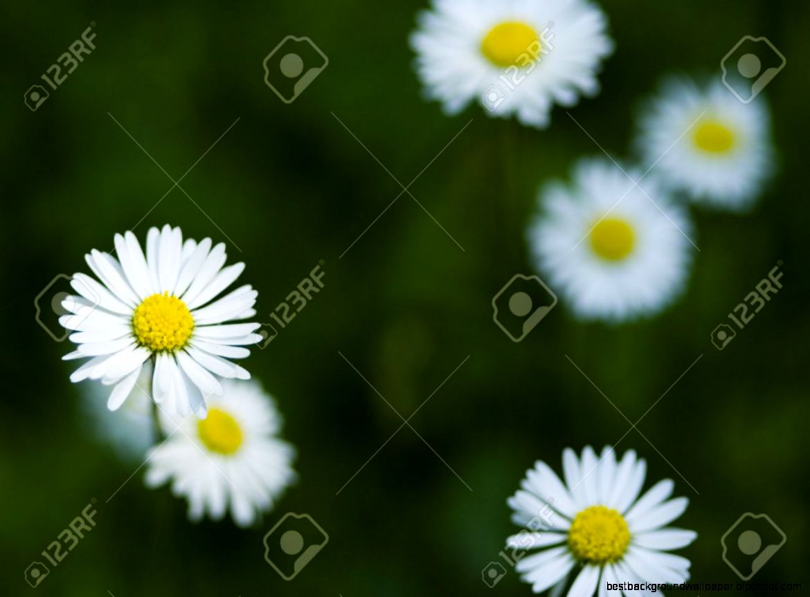 Daisy Is A Small White Flower With A Yellow Centre Which Usually Daisy Is A Small White Flower With A Yellow Centre Which Usually