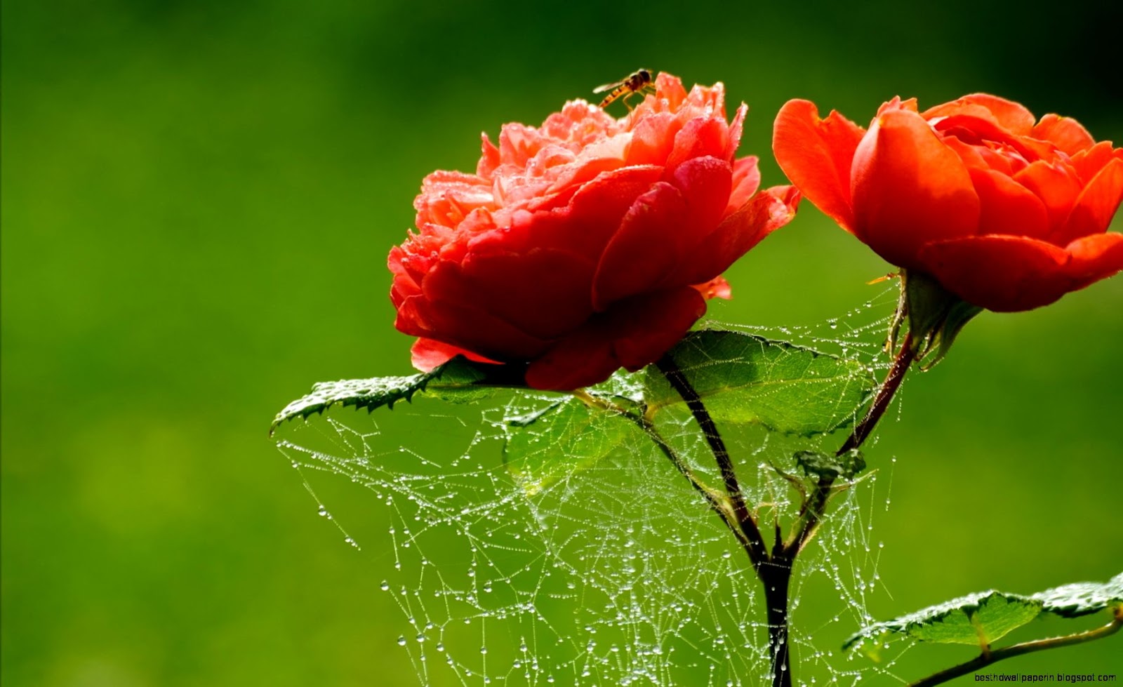 Flowers HD Wallpaper for PC Free Download Flowers HD Wallpaper for PC Free Download