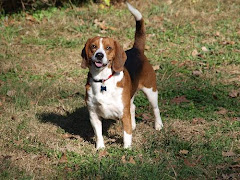 12/20/11 Beagle Lovers. Atlanta GA Rescue Needs Help.