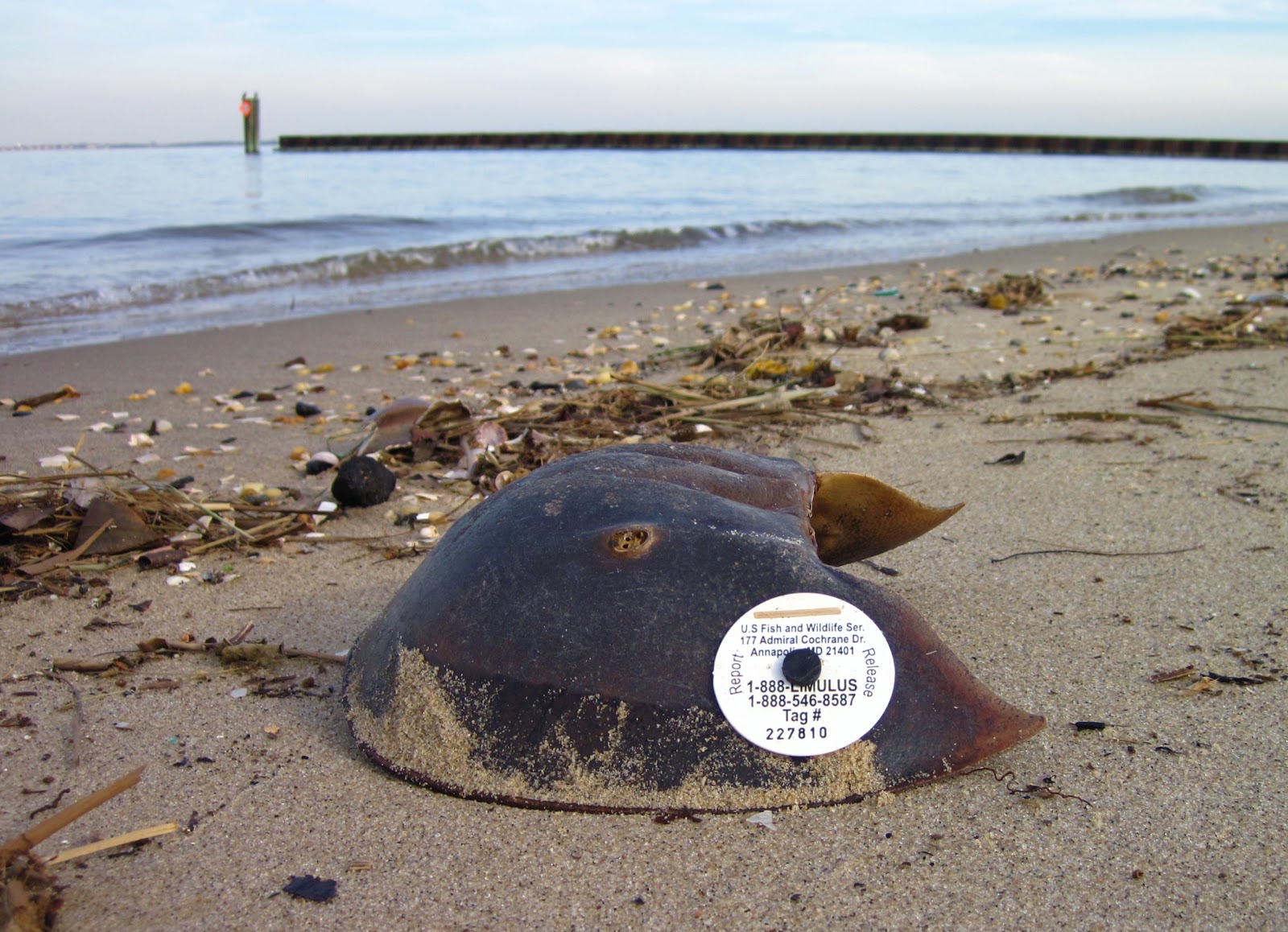 Nature on the Edge of New York City Horseshoe Crab Found in NJ with a NY Tag