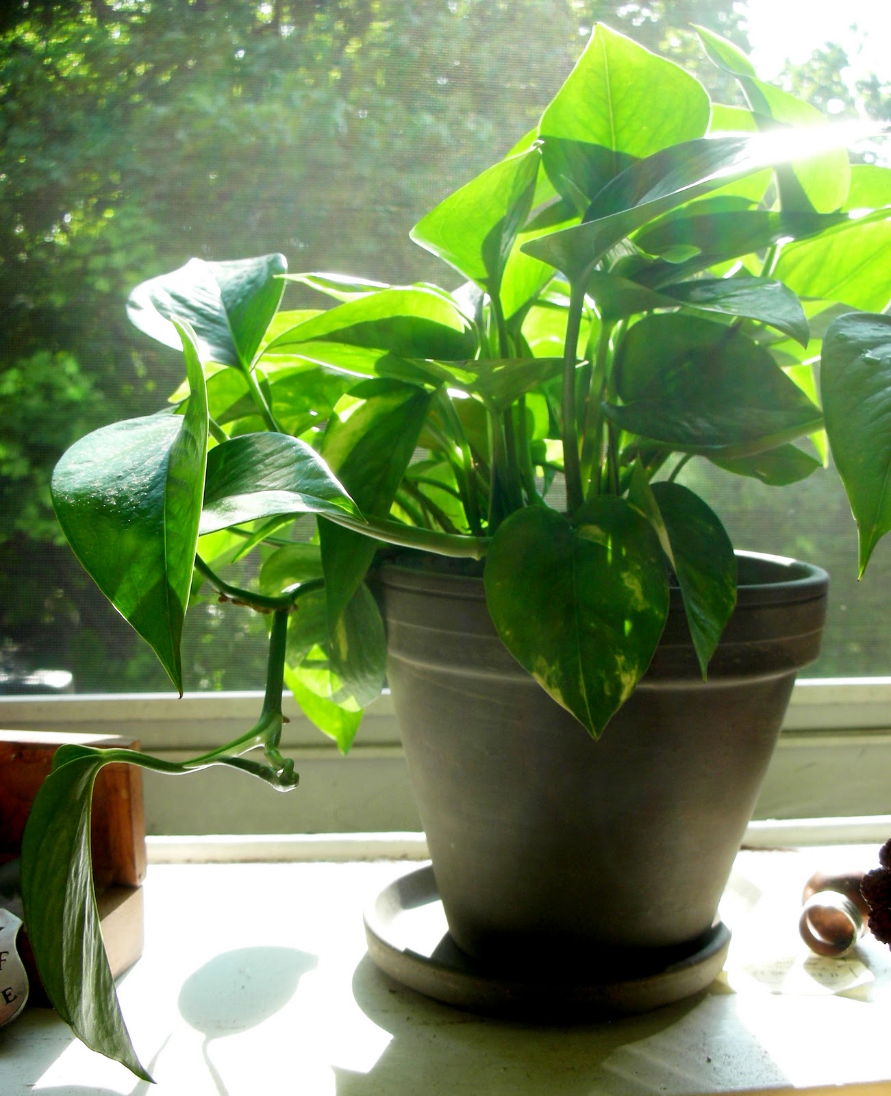 Plants Have Feelings Pothos