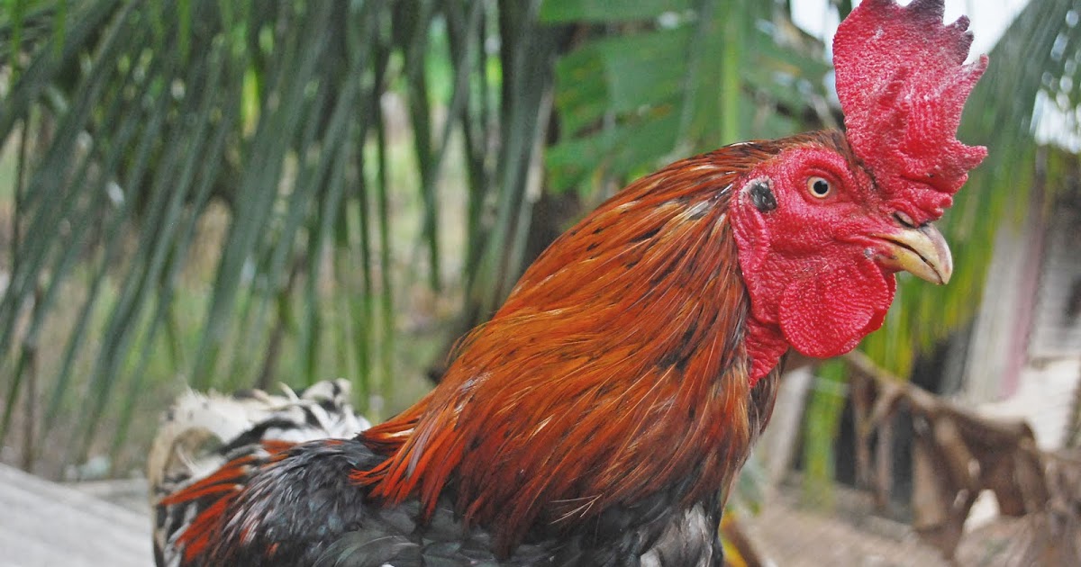Ayam goreng kentucky dengan saus sambal