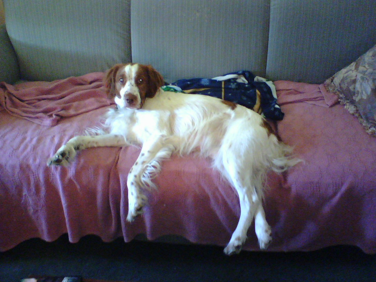 brittany spaniel separation anxiety