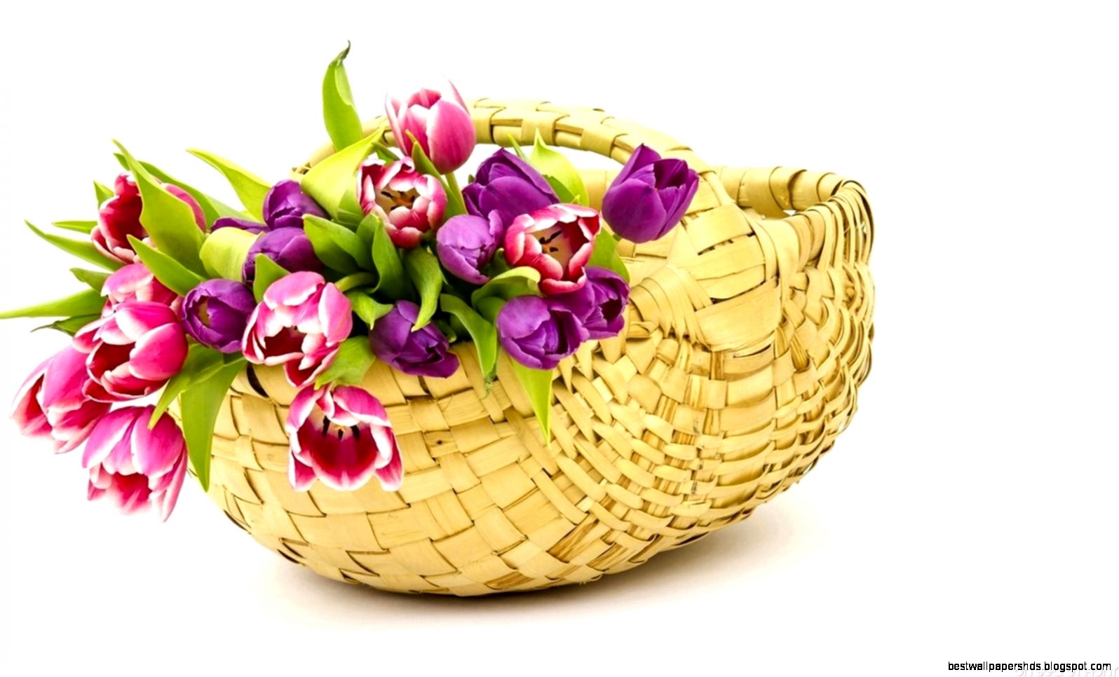 Tulips Flowers Basket Wallpaper On Secret Hunt Tulips Flowers Basket Wallpaper On Secret Hunt