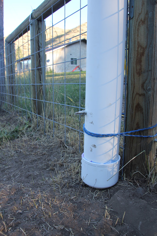 Down by the Creek Bringing our butcher piglet home